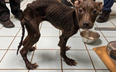 Emaciated Puppy Tied to Pole in Newark Needs your Help