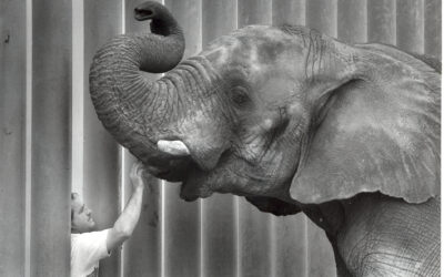 Celebrating Sonny’s Life on World Elephant Day