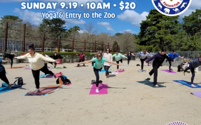 Yoga in the Park!