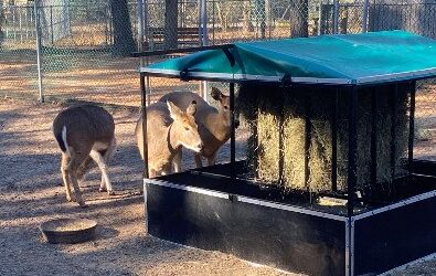 Popcorn Park Deer Get a Little Help from their Friends