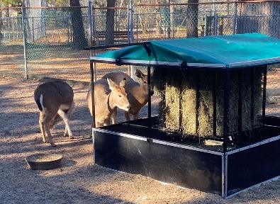 Popcorn Park Deer Get a Little Help from their Friends