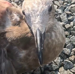 A Summer of Seagulls at AHS