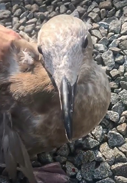 A Summer of Seagulls at AHS