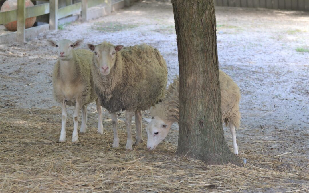 Popcorn Park Animal Refuge Takes in Mom and Lambs