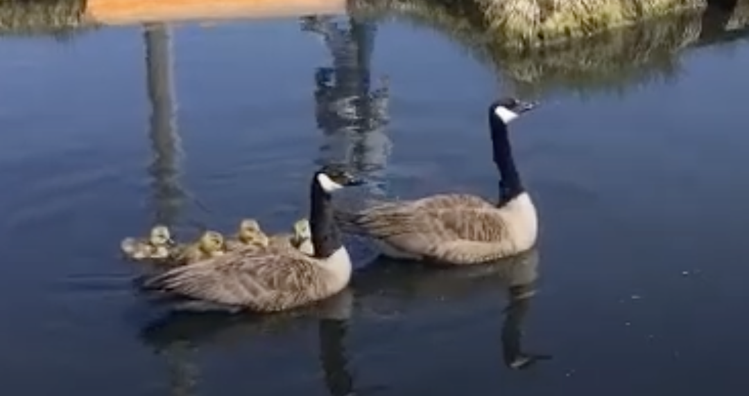 Goose Family Gets a Little Help from Friends!