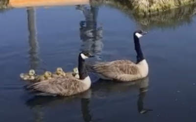 Goose Family Gets a Little Help from Friends!