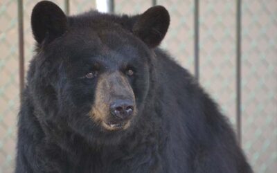 Boo Boo The Bear Gets a Checkup