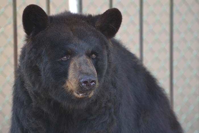 Boo Boo The Bear Gets a Checkup