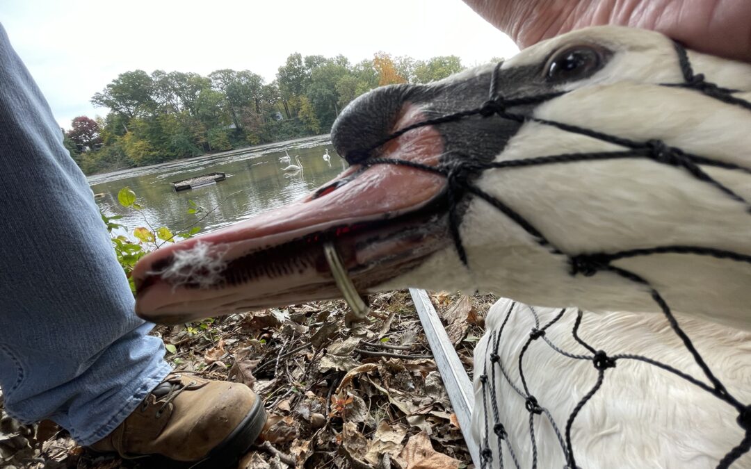 Matawan Swan Rescued by AHS