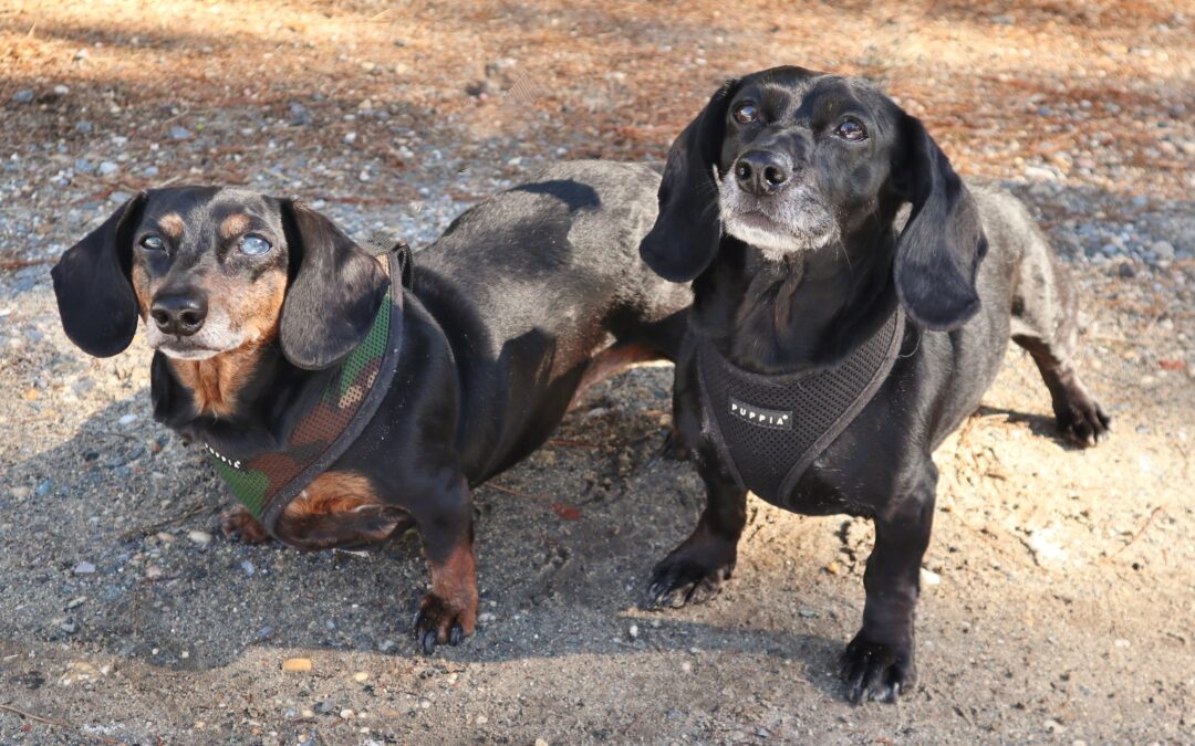 Cali & Cleo – Two Senior Dachshunds Looking for their Retirement Home