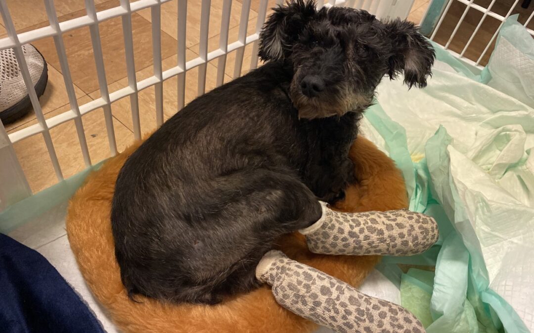 Found with two Broken Legs, Pepper needs your Support