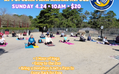 Join us for Yoga at Popcorn Park!