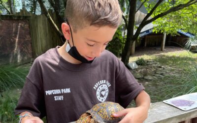 The Story of Otis the Box Turtle