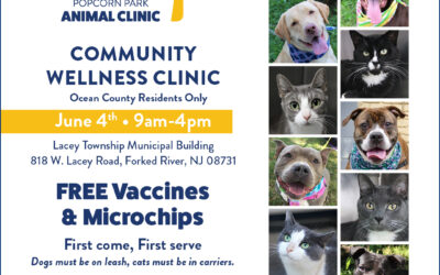 Lacey Pet Wellness Day June 4th!