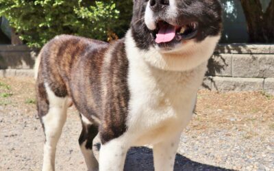 This Akita is Searching for a Special Home after Transformation