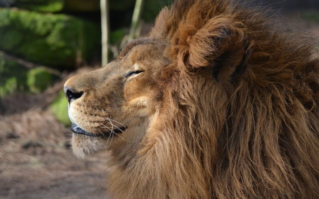 Popcorn Park Celebrates World Lion Day