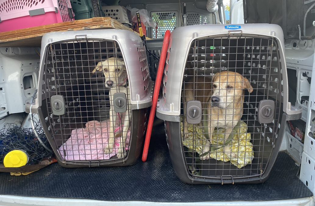 AHS Rescues Stray Dogs from Puerto Rico After Hurricane Fiona Devastation