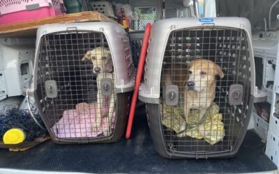 AHS Rescues Stray Dogs from Puerto Rico After Hurricane Fiona Devastation