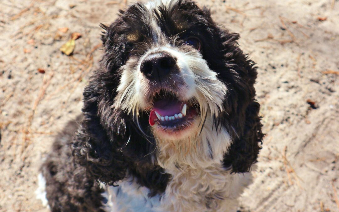 Oreo’s Long-Eared Road to Recovery at AHS