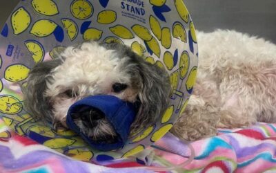 Hit by a Car and in Critical Condition, Rodger Needs your Help!