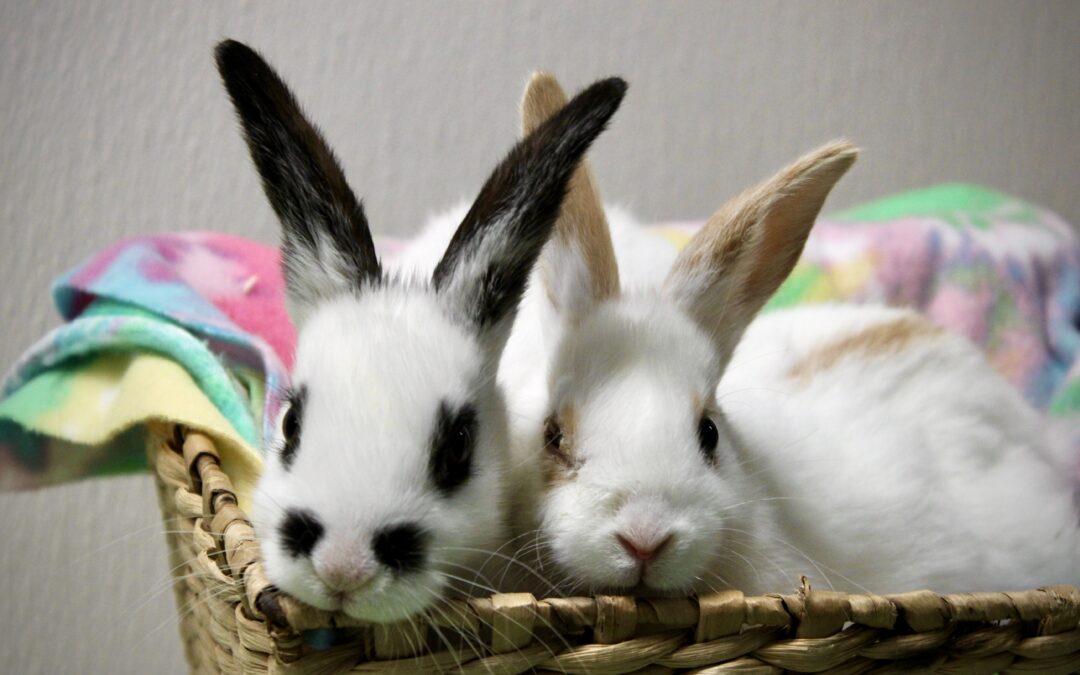 AHS Rescues 19 Rabbits from a Hoarding Situation