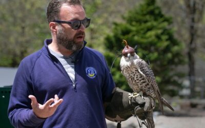 Medieval Times Retired Falcon Gets in Shape, Preens for Kids at Popcorn Park Animal Refuge