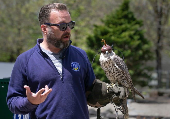 Medieval Times Retired Falcon Gets in Shape, Preens for Kids at Popcorn Park Animal Refuge