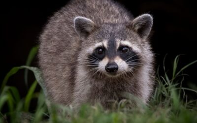 Wildlife Wednesdays: Rescuing the Raccoon Family