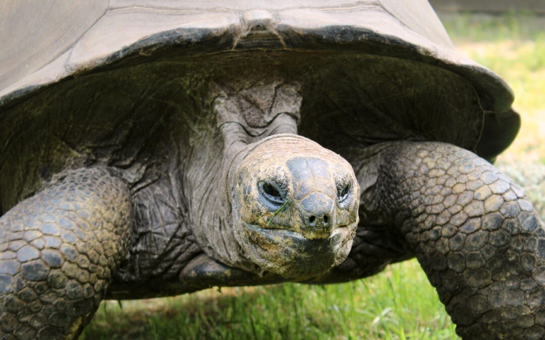 Maximus the Tortoise Celebrates 67th Birthday