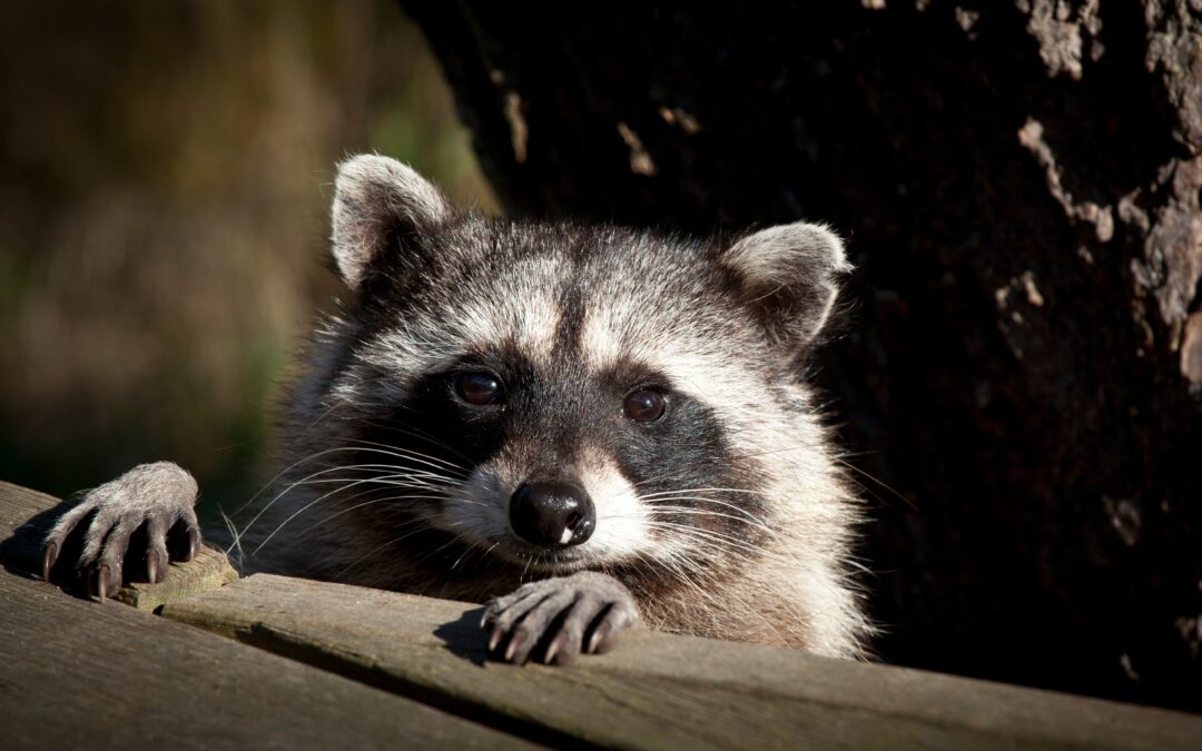 Wildlife Wednesdays: Raccoon Rescue in Barnegat!