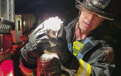 Wildlife Wednesday: Osprey Rescue in Brielle