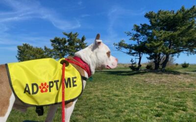 Beating the Heat: Summer Fun & Ice Cream for Pups at AHS