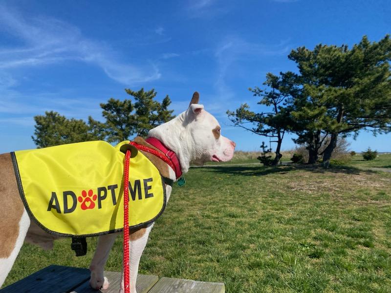 Beating the Heat: Summer Fun & Ice Cream for Pups at AHS