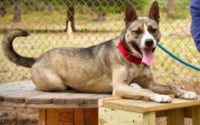 Scout Project Enhances Enrichment for Shelter Dogs