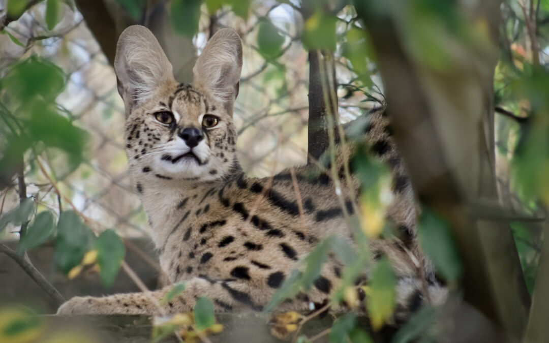 Meet Sammy the African Serval – Our Newest Resident!