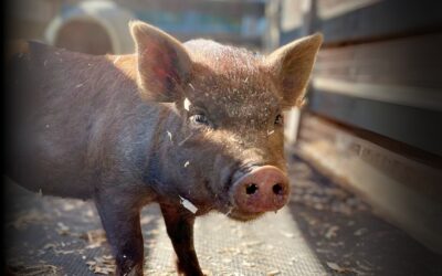 Meet Hershey: A lost pig who found sanctuary as our sweetest new resident